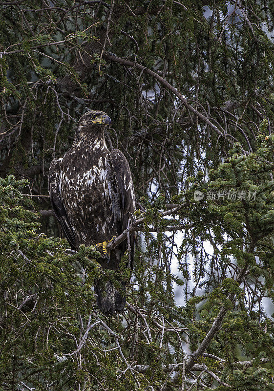 白头秃鹰(Haliaeetus leucocephalus)是一种发现于北美的猛禽。它被发现在大片开阔水域附近，那里有丰富的食物供应和可以筑巢的古老树木。阿拉斯加威廉王子湾。少年。飞行。